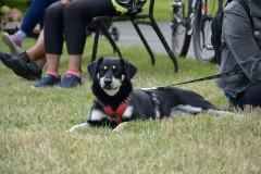 DSC_0311-1