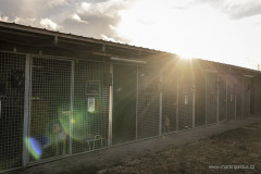 20241222_dogsy_115