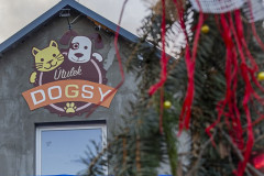 20241222_dogsy_139