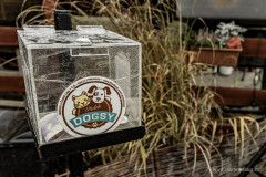20241222_dogsy_48