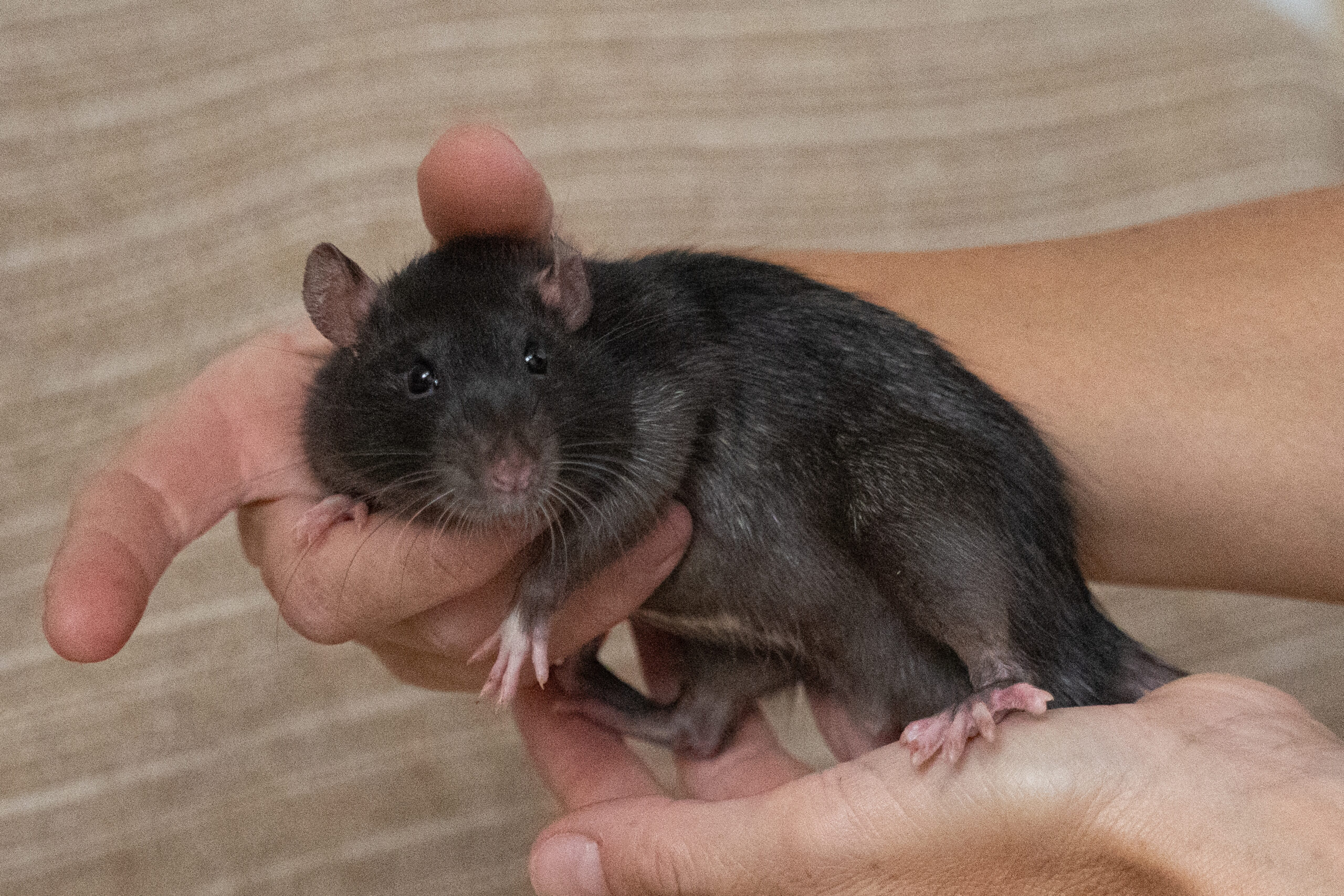 alfons (1)