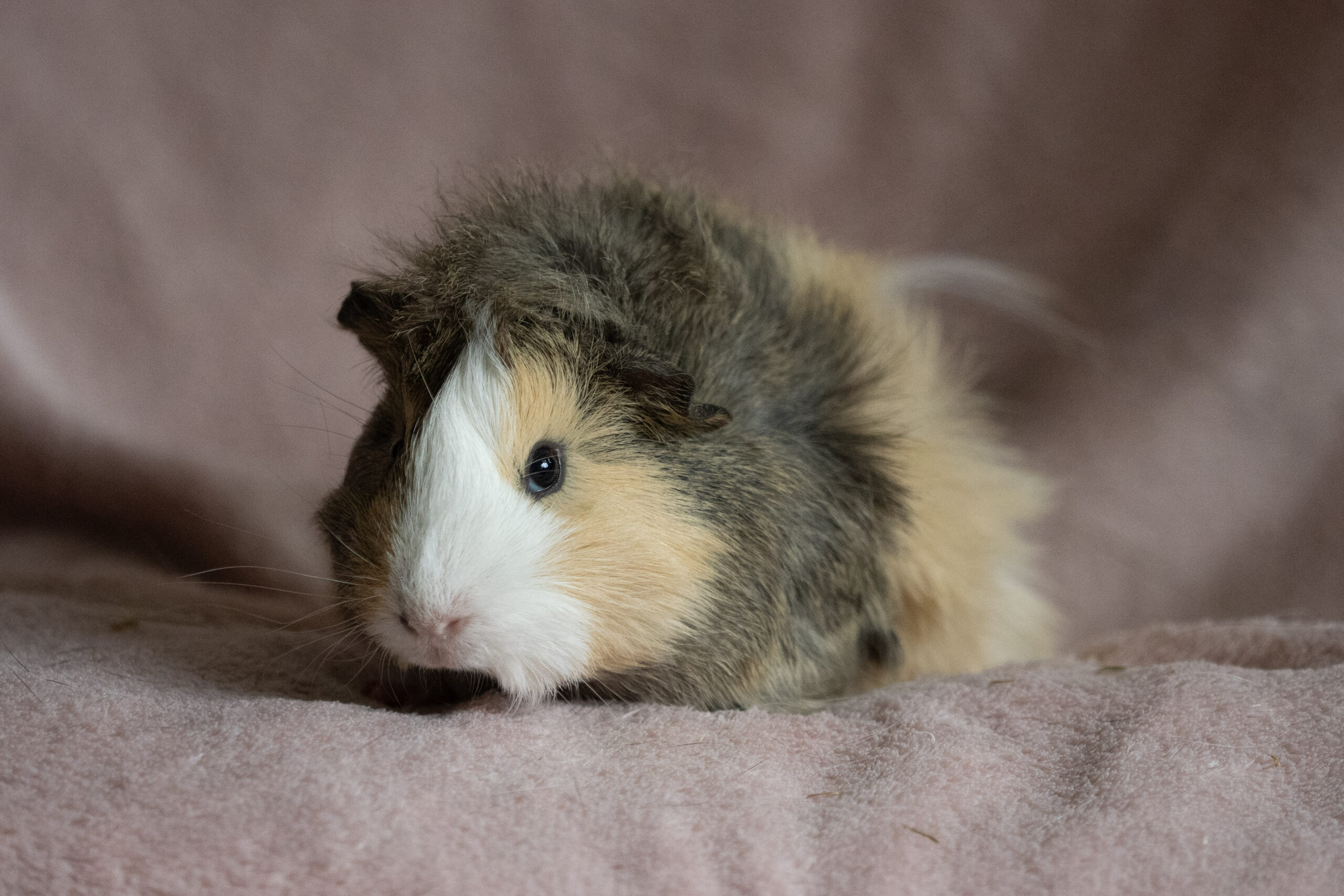 olivie (1)