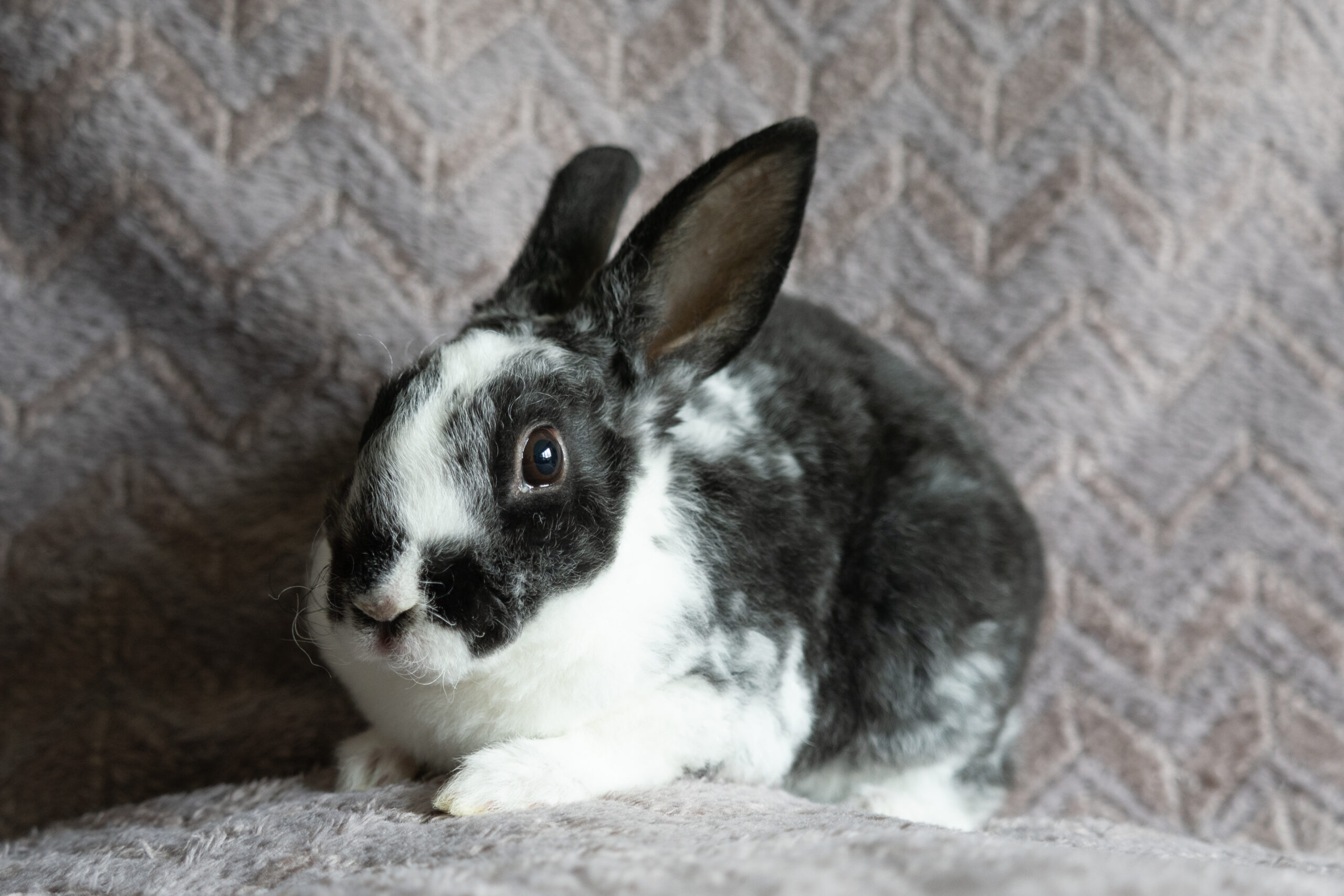 vlastik